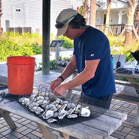 oyster matting