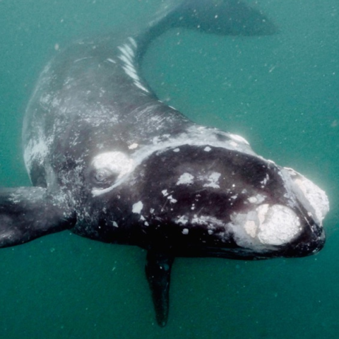 Right Whale Film 1080x1080