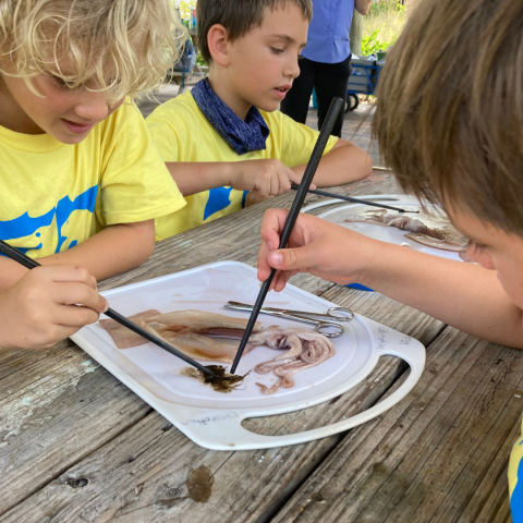 Kids dissecting squid