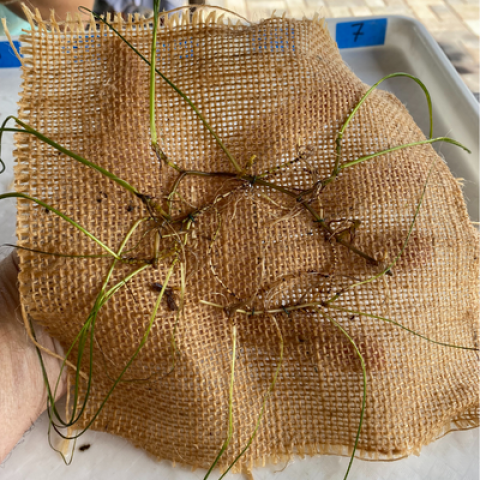 seagrass matting