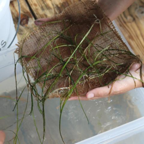 seagrass matting