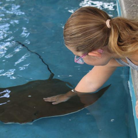 girl touching stingray