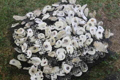oyster shells