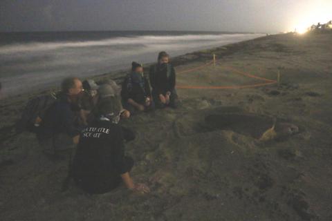turtle walk