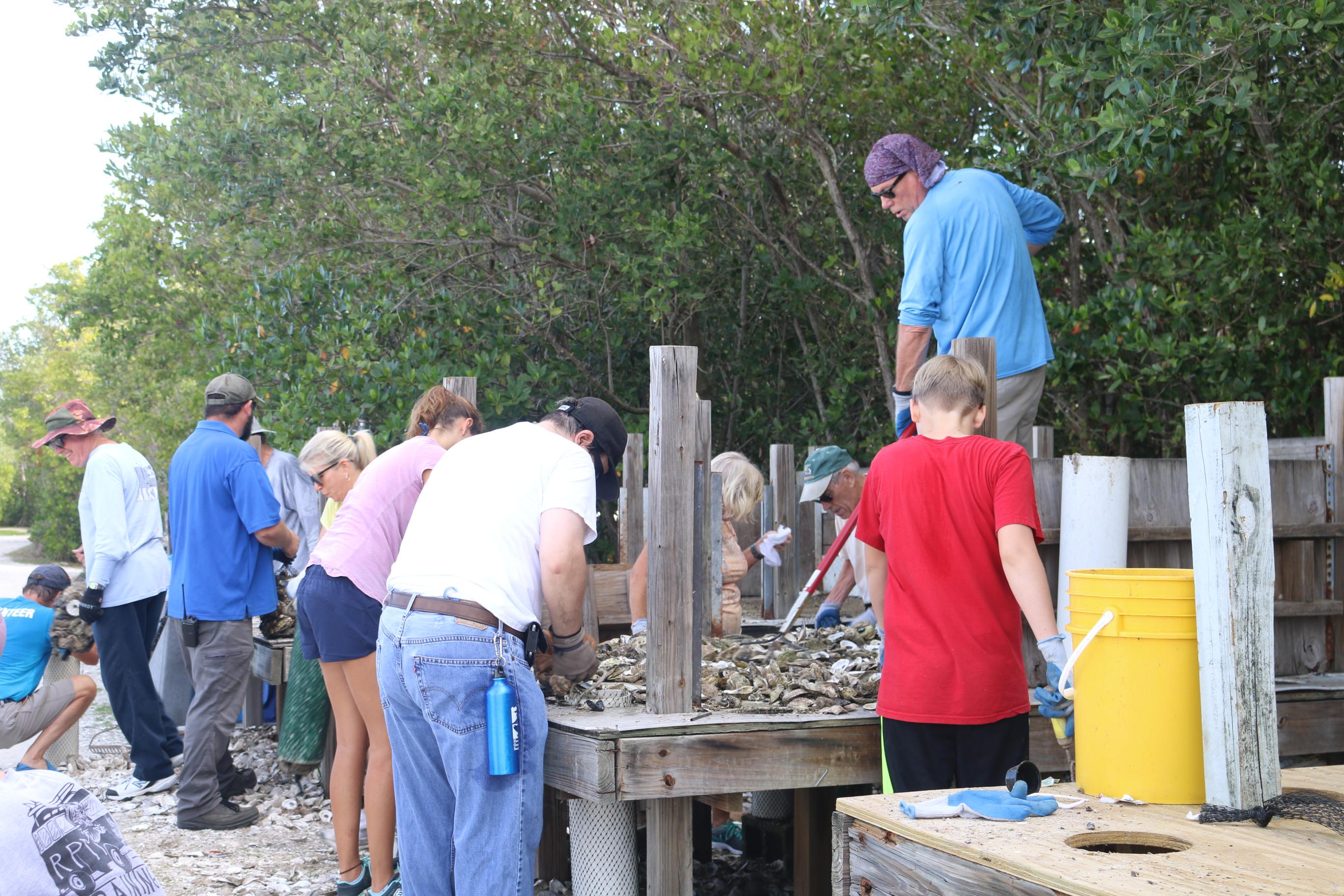 oyster shell volunteers 