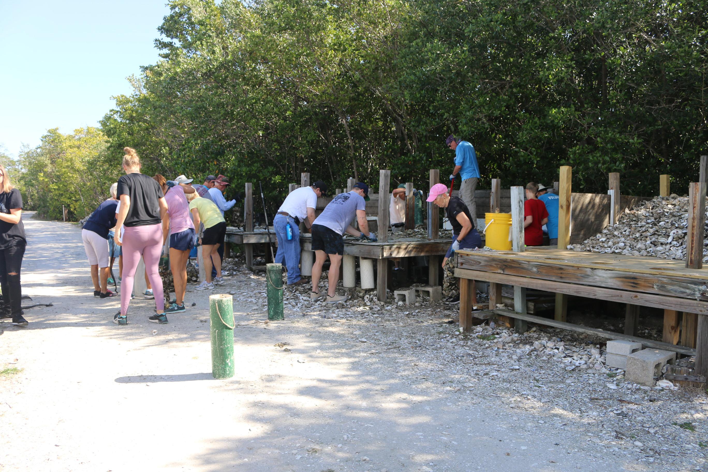 oyster shell volunteers 