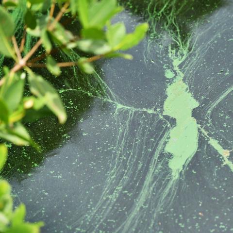 Blue-green algae in water at marina 