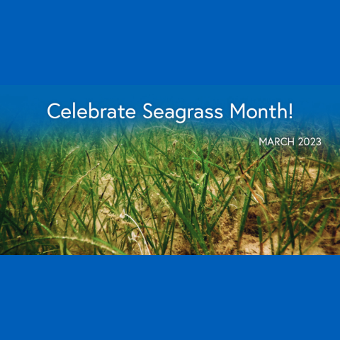 seagras month 23