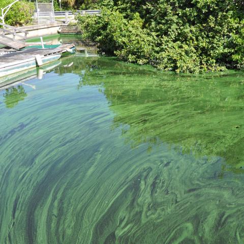 Blue-green algae 
