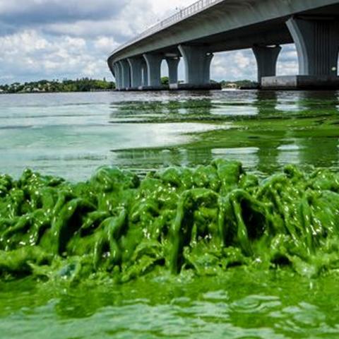 Blue-green algae 