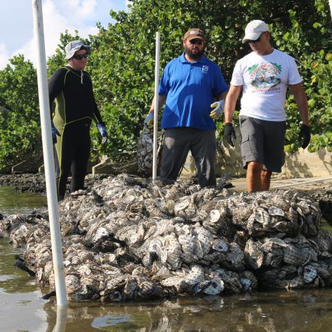 Oyster Reef Deployment