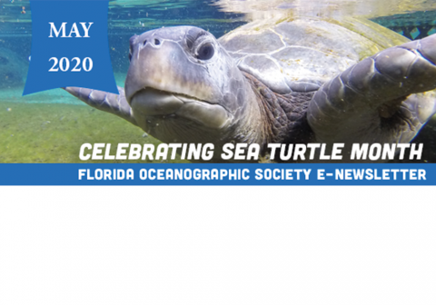 sea turtle month