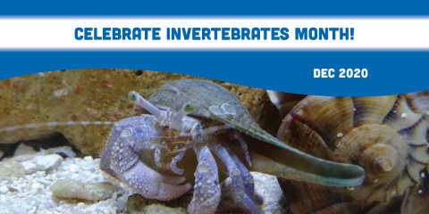Invertebrates Month 