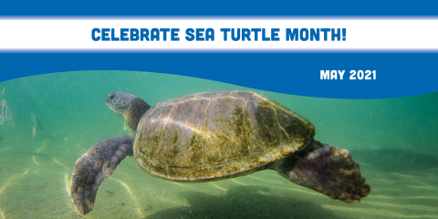 turtle month