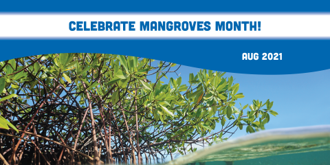 mangrove 