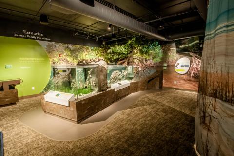 Estuaries exhibit