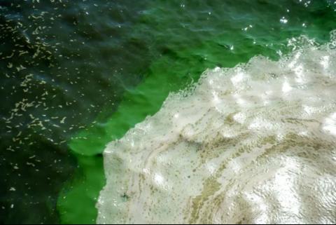 algal bloom