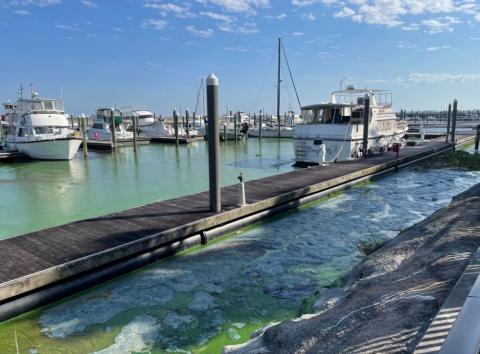 algae forms near Pahokee City Marina