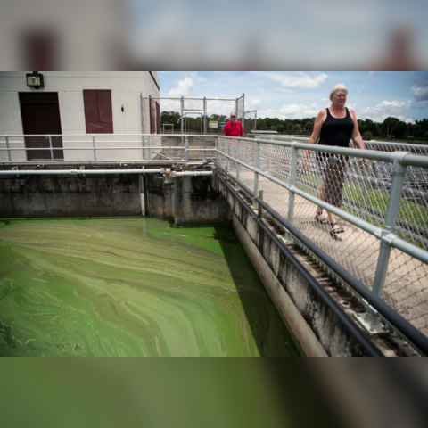 algae and woman