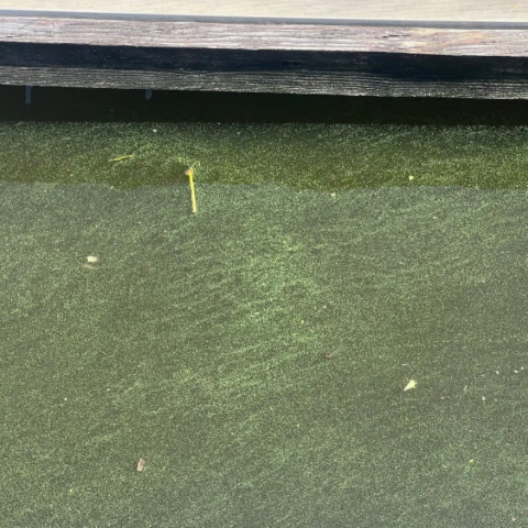 Indiantown Algae