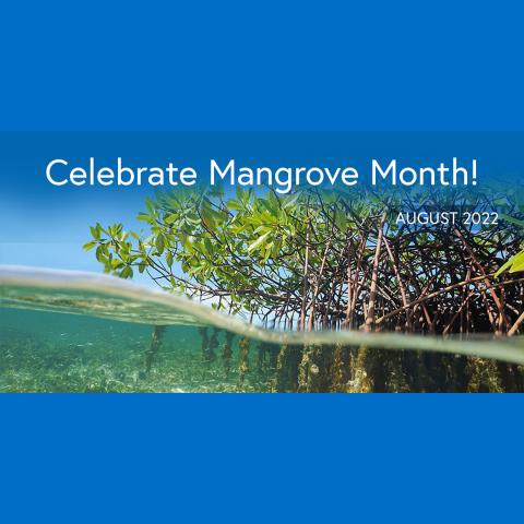 mangroves