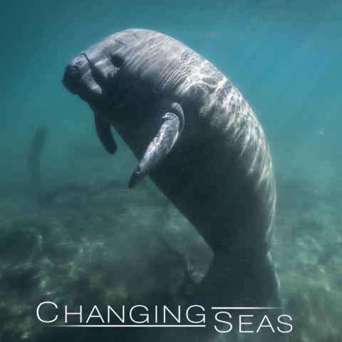 changing seas - manatee in water