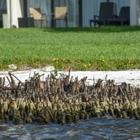 DEP Investigating Mangroves 6-30-23