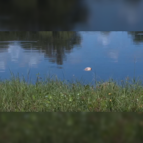 Fish Kill in Ft. Pierce