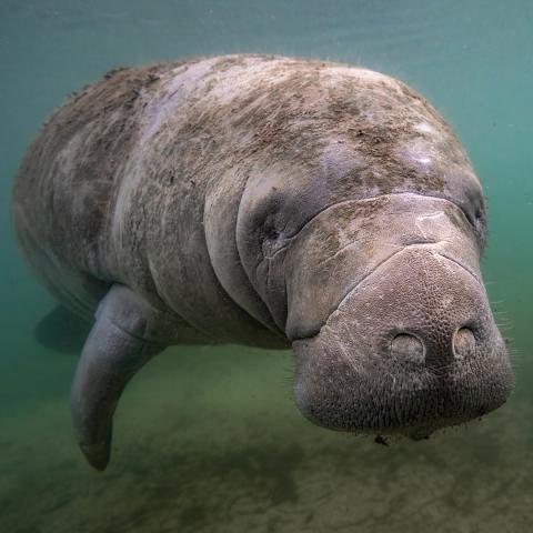 manatee