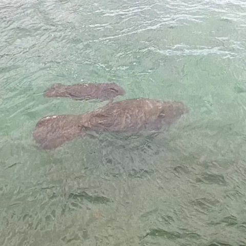 Manatees in winter 24
