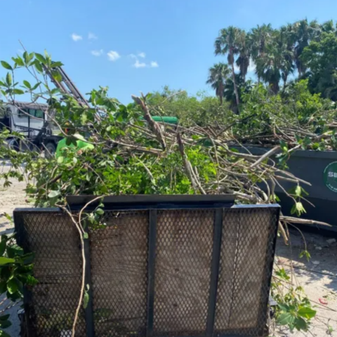 mangrove destruction