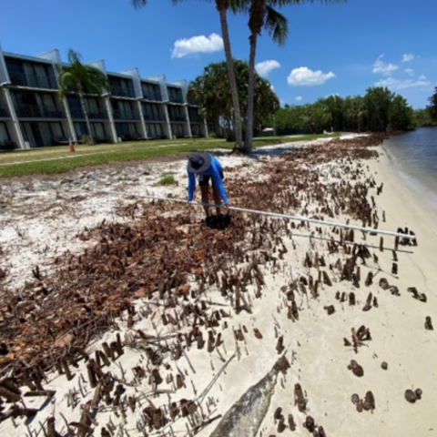 Mangroves Cut