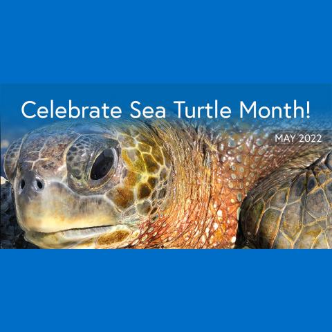 celebrate sea turtle month