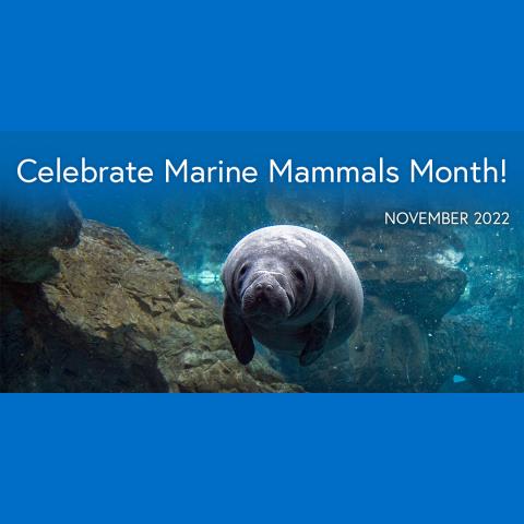 marine mammals month