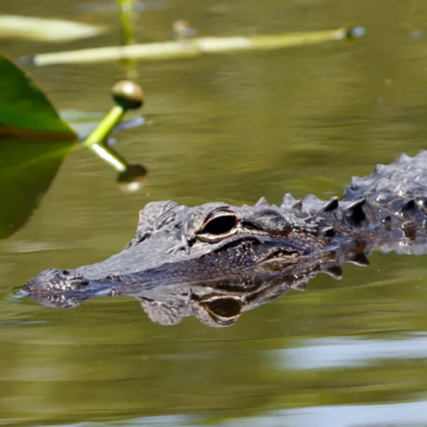 Orlando Sentinel - Restoring Everglades