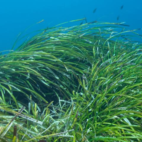 seagrass