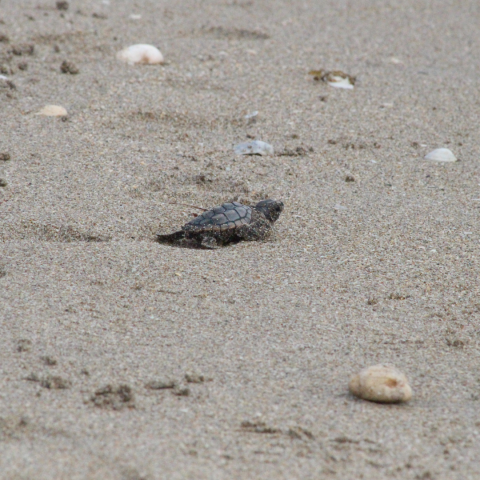 Sea turtle hatchling heading toward ocean