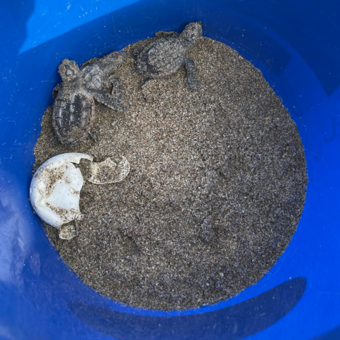 sea turtle hatchlings in bucket