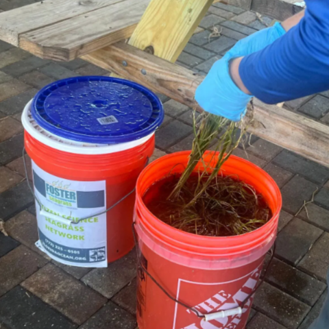 Seagrass matting efforts helping to restore the vital plant in the Indian River Lagoon