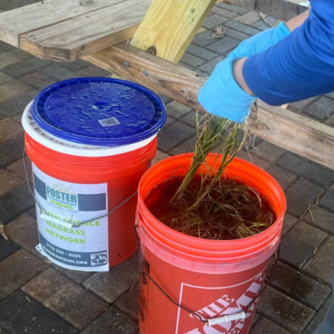 Seagrass matting efforts helping to restore the vital plant in the Indian River Lagoon