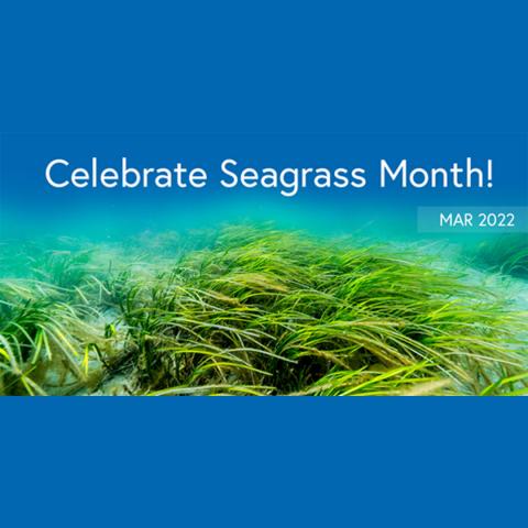 seagrass month 22