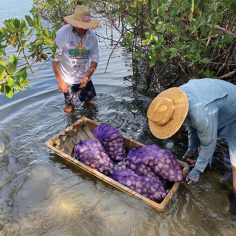 people deploying clams in indian river lagoon