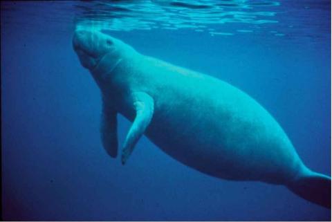 manatee