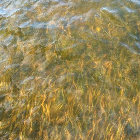 turtle seagrass